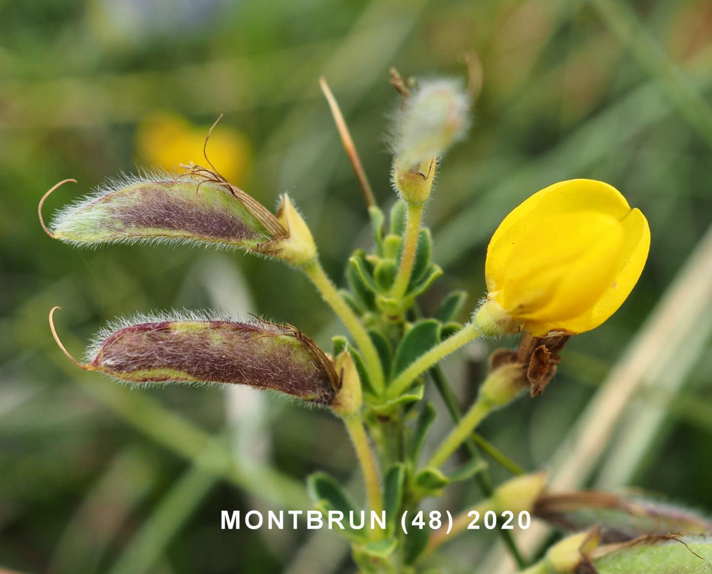 Broom, [creeping] fruit